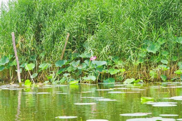 京津冀13城（紫塞）白洋淀游记攻略三十一：梦幻荷园（望月岛4号）