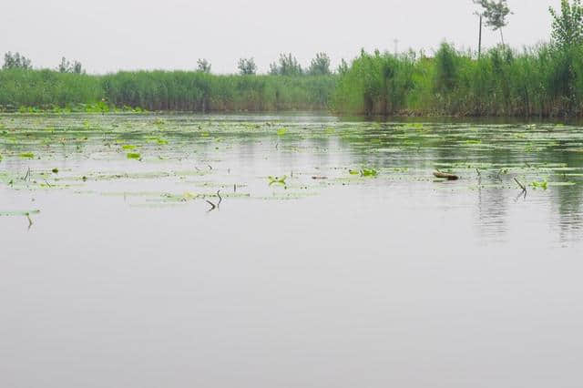 京津冀13城（紫塞）白洋淀游记攻略三十一：梦幻荷园（望月岛4号）