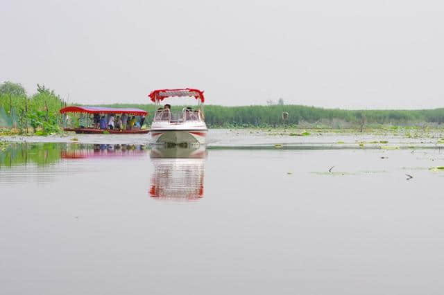 京津冀13城（紫塞）白洋淀游记攻略三十一：梦幻荷园（望月岛4号）