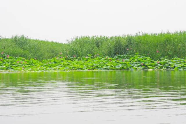 京津冀13城（紫塞）白洋淀游记攻略三十一：梦幻荷园（望月岛4号）