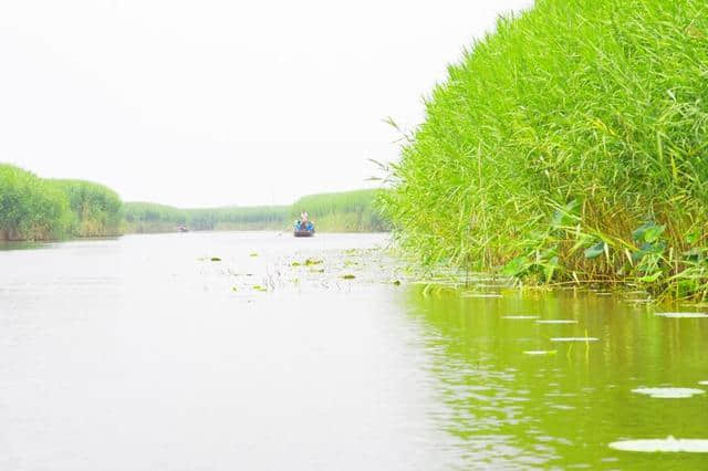 京津冀13城（紫塞）白洋淀游记攻略三十一：梦幻荷园（望月岛4号）