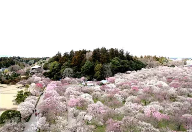 最新十大日本旅游热门景点推荐，还有这几点禁忌一定要掌握