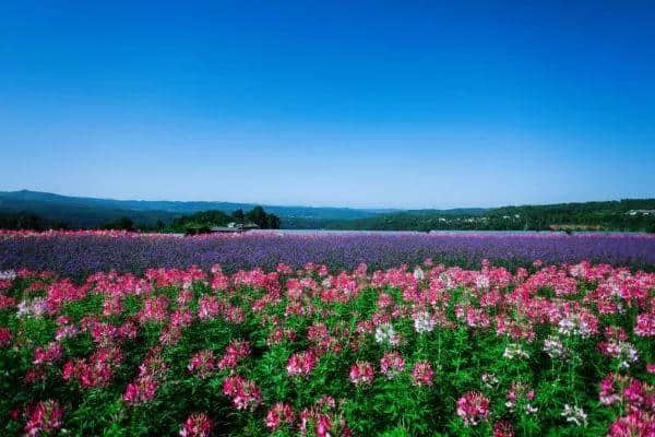 幸福之花绽放广元南山——芳香南山创建国家4A级旅游景区纪实