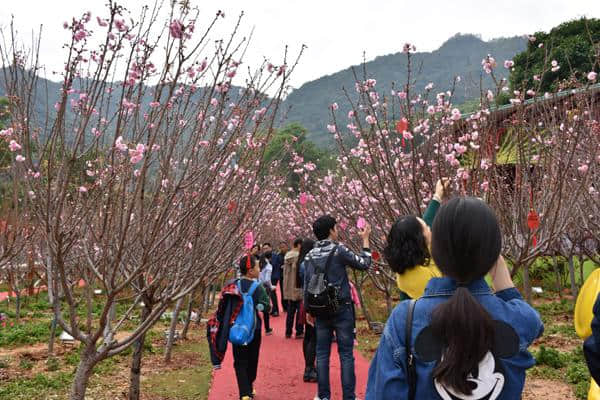 群樱竟芳华 泉林山庄人潮花海闹新春