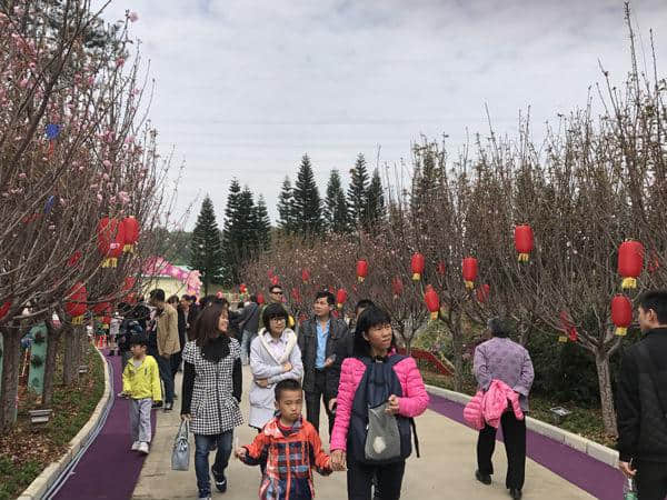 群樱竟芳华 泉林山庄人潮花海闹新春