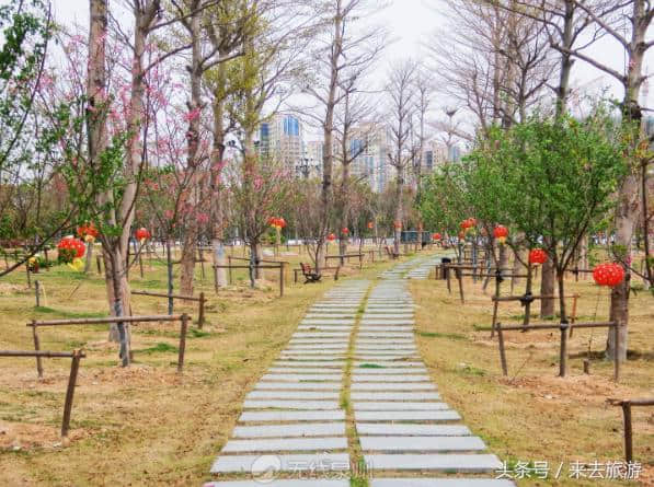 泉州首个樱花园究竟长什么样？想去赏花，别急！先收下这份攻略~