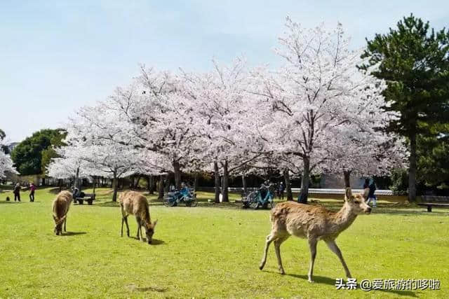 第一次去日本旅游，首选竟不是东京？大阪笑了……