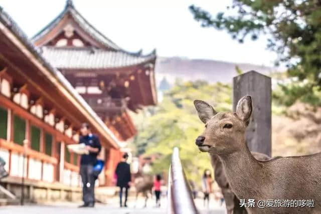 第一次去日本旅游，首选竟不是东京？大阪笑了……