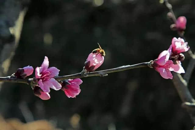 沿着“踏青专线”邂逅最美西昌