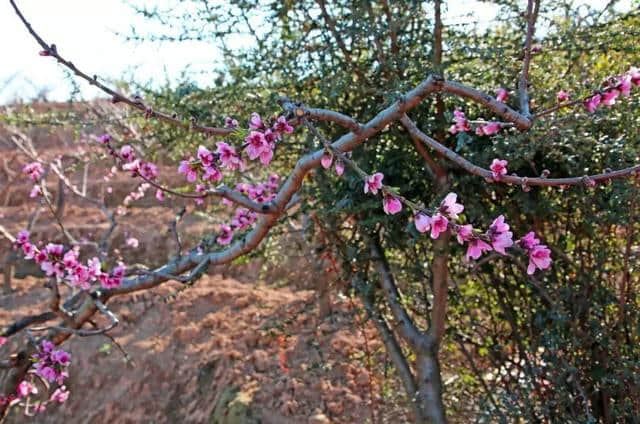 沿着“踏青专线”邂逅最美西昌