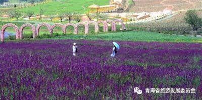 「旅游攻略」十一长假西宁周边赏花看秋景去哪里？