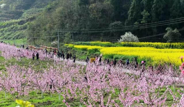 4月，想约你去广元看桃花