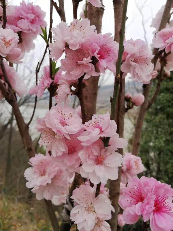 4月，想约你去广元看桃花