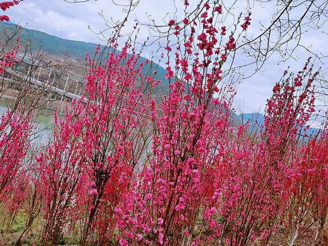 4月，想约你去广元看桃花