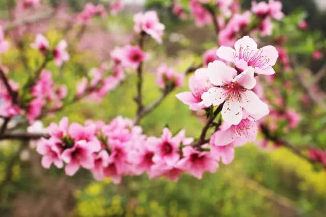 4月，想约你去广元看桃花