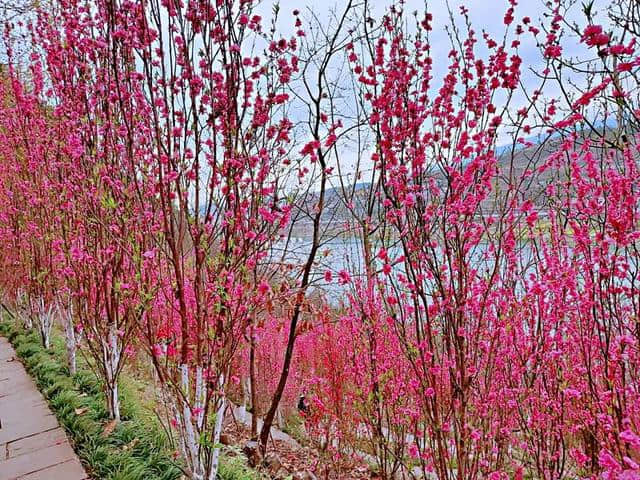 4月，想约你去广元看桃花