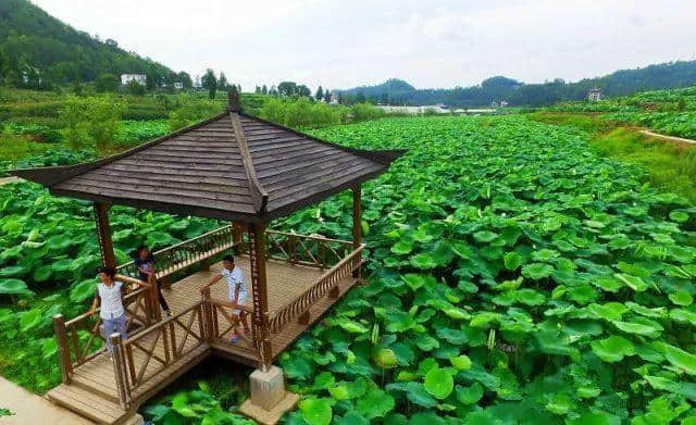 旅游｜最美荷花季，巴中最全的赏荷好去处都在这里！