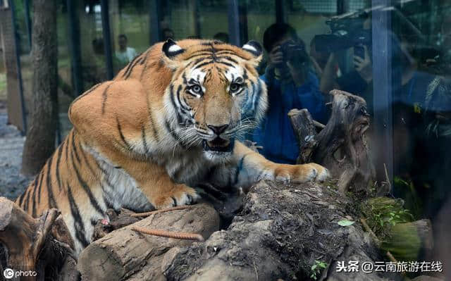 到云南旅游必须要去的三个地方，不去会后悔！「云南旅游在线」