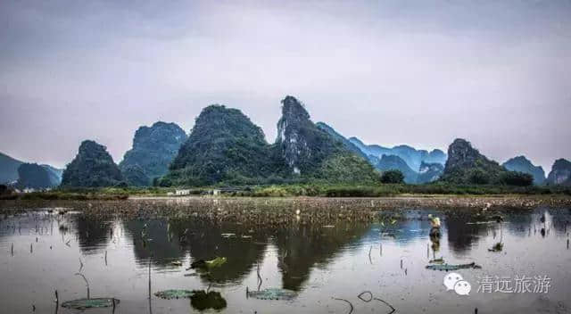 大件事！清远这片绝色花海，被全广东人盯上了！