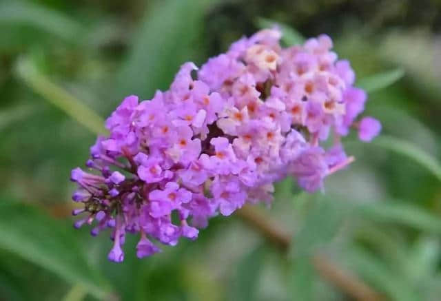 西安最全赏花地图，遇见最美的花，还有一处美景在大学