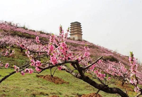 西安最全赏花地图，遇见最美的花，还有一处美景在大学