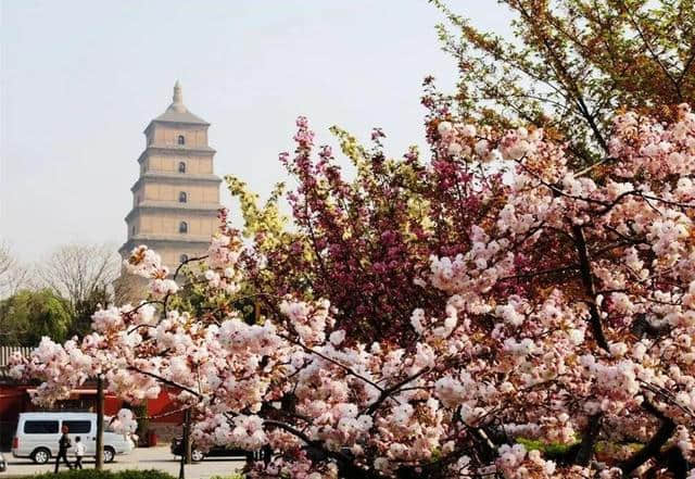 西安最全赏花地图，遇见最美的花，还有一处美景在大学