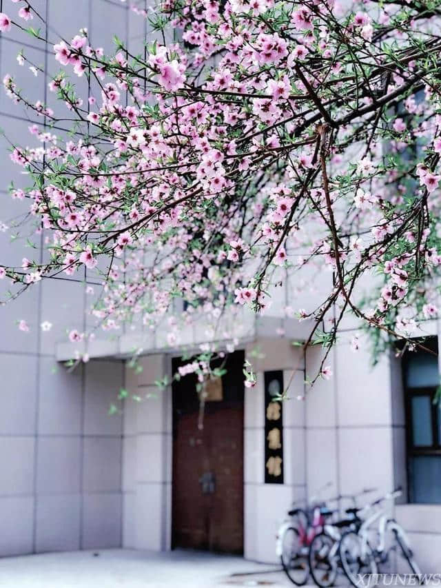 西安最全赏花地图，遇见最美的花，还有一处美景在大学