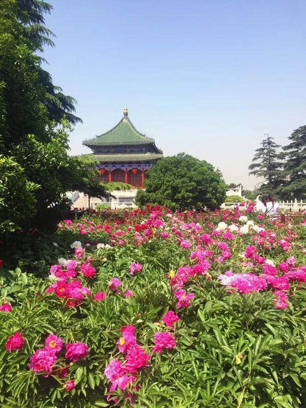 西安最全赏花地图，遇见最美的花，还有一处美景在大学