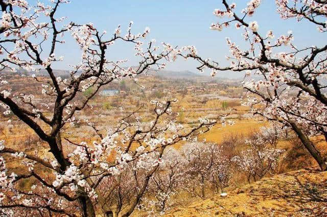 西安最全赏花地图，遇见最美的花，还有一处美景在大学