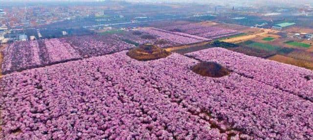 西安最全赏花地图，遇见最美的花，还有一处美景在大学