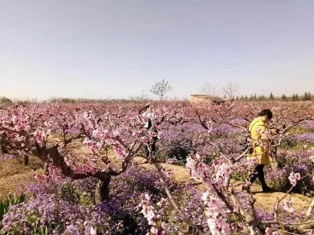 西安最全赏花地图，遇见最美的花，还有一处美景在大学