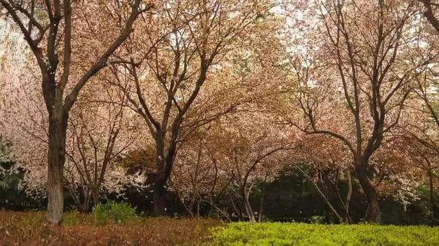 西安最全赏花地图，遇见最美的花，还有一处美景在大学