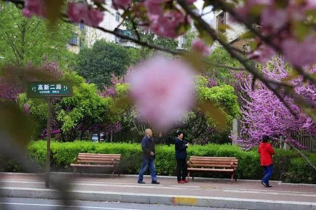 西安最全赏花地图，遇见最美的花，还有一处美景在大学