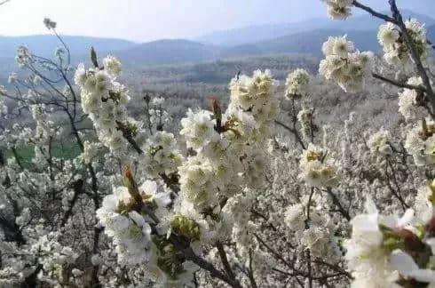 西安最全赏花地图，遇见最美的花，还有一处美景在大学