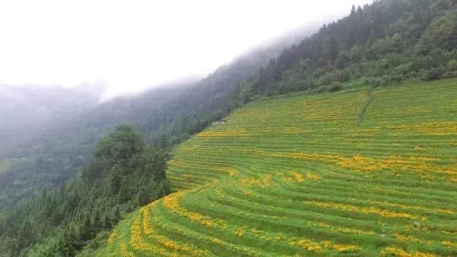 头条 | 七月仲夏，清凉秘境正确的打开方式，一起来龙胜布尼梯田走花路吧