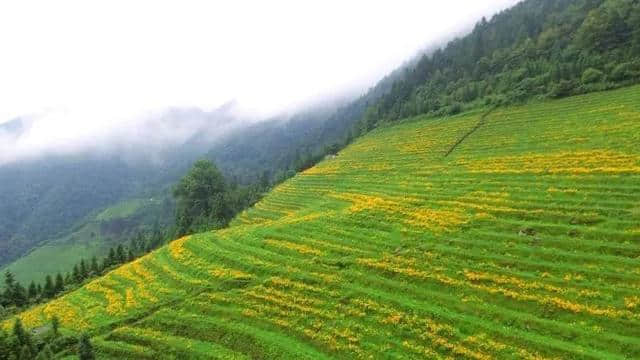 头条 | 七月仲夏，清凉秘境正确的打开方式，一起来龙胜布尼梯田走花路吧