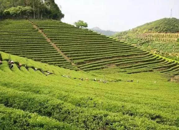 暑假穷游首选！广东最美旅游胜地，佛山人来一场说走就走的旅行吧！