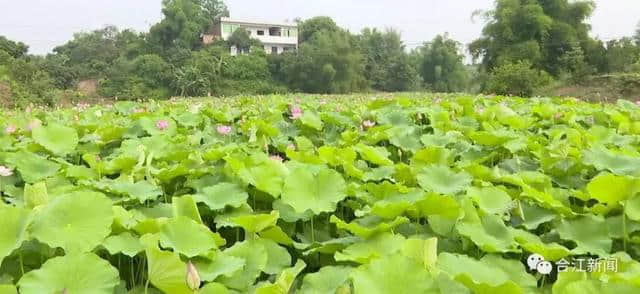 合江“荷塘荔色”乡村旅游周即将开启 荷花盛开等你来