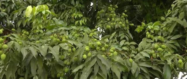 合江“荷塘荔色”乡村旅游周即将开启 荷花盛开等你来