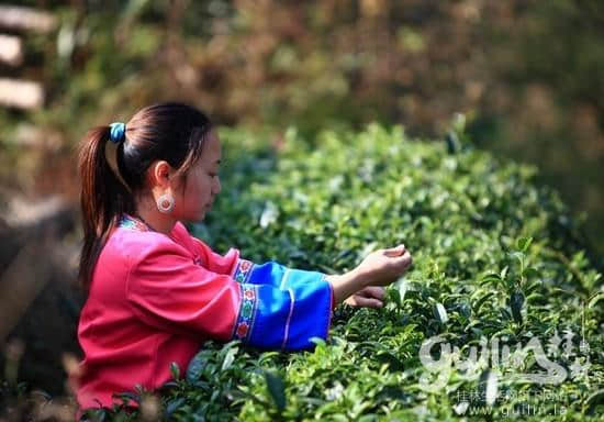 多姿多彩多风情，你不可错过的龙胜!