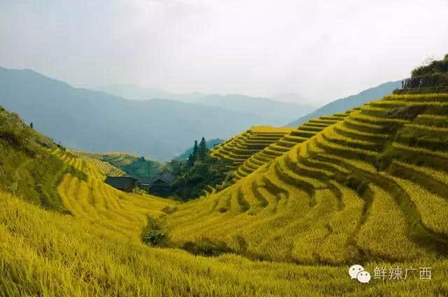 #旅行攻略# 藏在深山里的古村落，四季皆宜游玩的龙脊梯田！