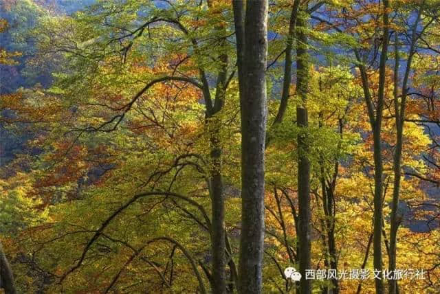 金色光雾山，此时的光雾山秋色蓬勃，山色日佳