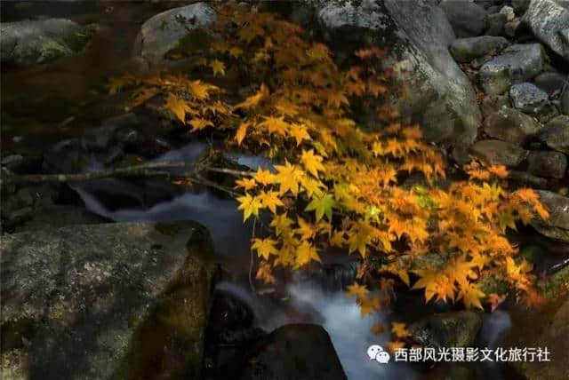 金色光雾山，此时的光雾山秋色蓬勃，山色日佳