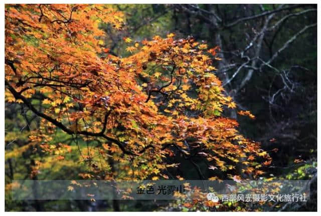 金色光雾山，此时的光雾山秋色蓬勃，山色日佳