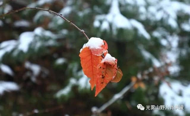 美了美了！光雾山迎来今年第一场雪！