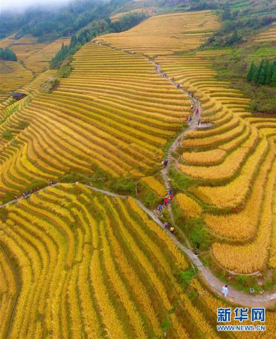 广西龙胜：梯田秋色