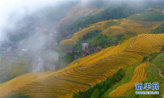 广西龙胜：梯田秋色