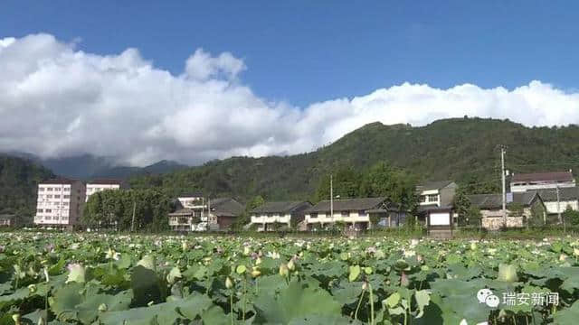 瑞安：以“荷”为媒！开发观光旅游 助力乡村振兴