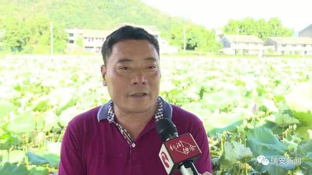 瑞安：以“荷”为媒！开发观光旅游 助力乡村振兴