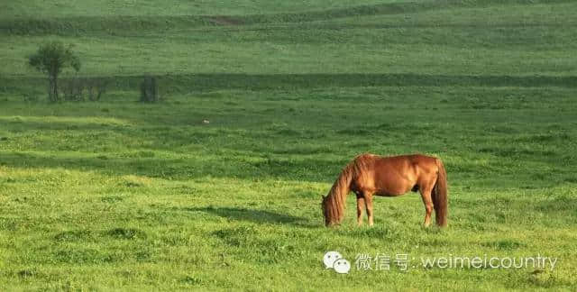 关山牧场 魅力光影